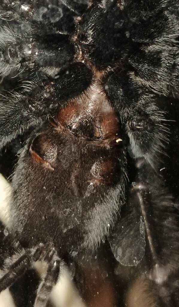 P. Irminia 3.5'' DLS M/F?
