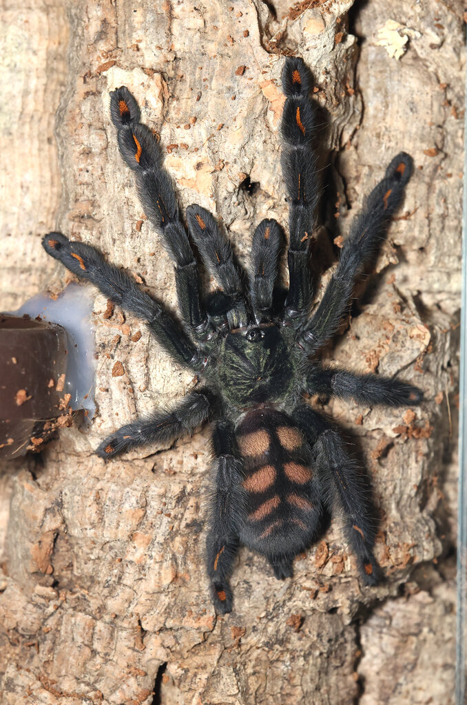 P. irminia 5331b.jpg