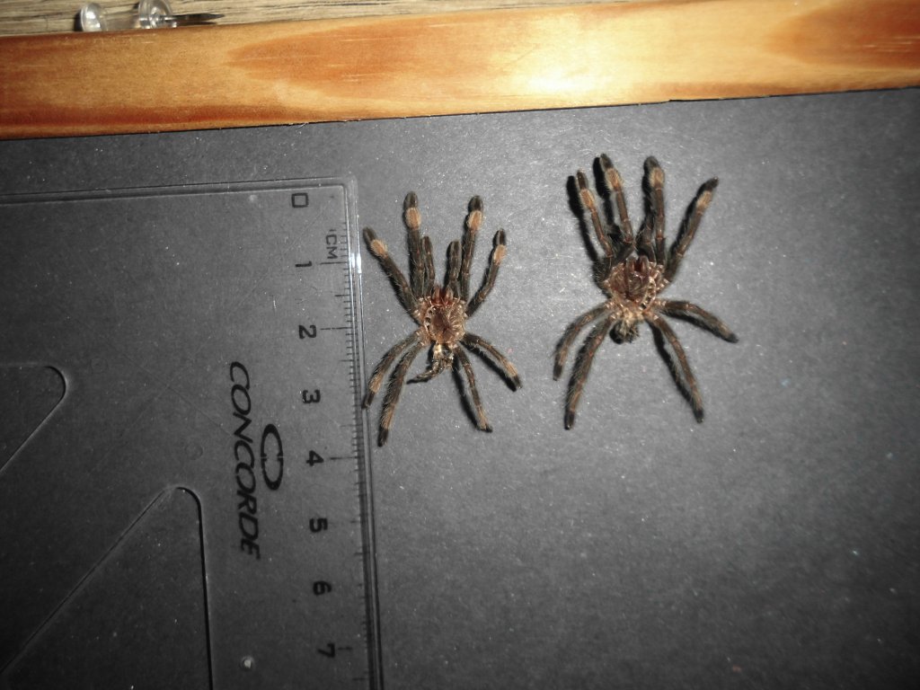 P.Irminia 6.th molt.