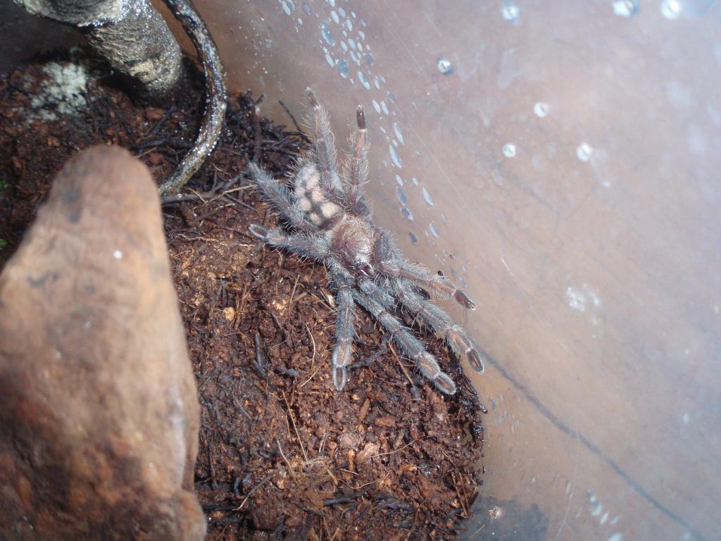 p.irminia 6cm