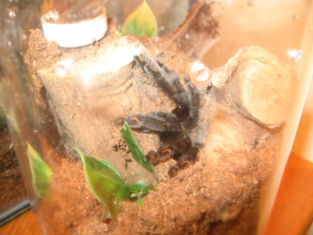 p. irminia about 3"