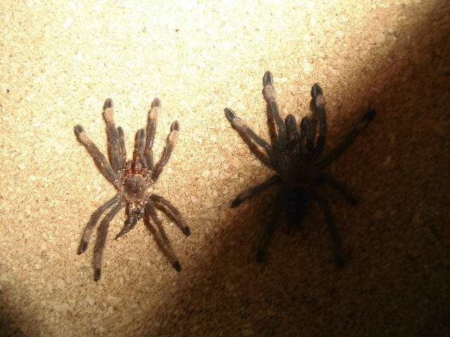 P.Irminia and her molt.