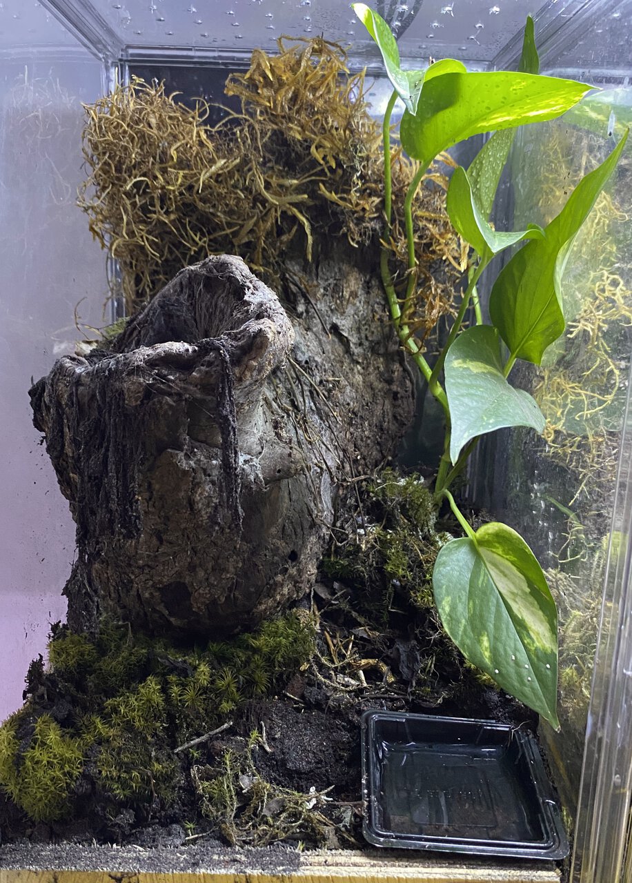 P. irminia enclosure