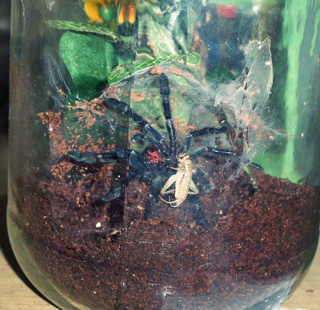 P. Irminia feeding time!