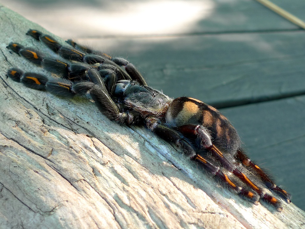 P. irminia female