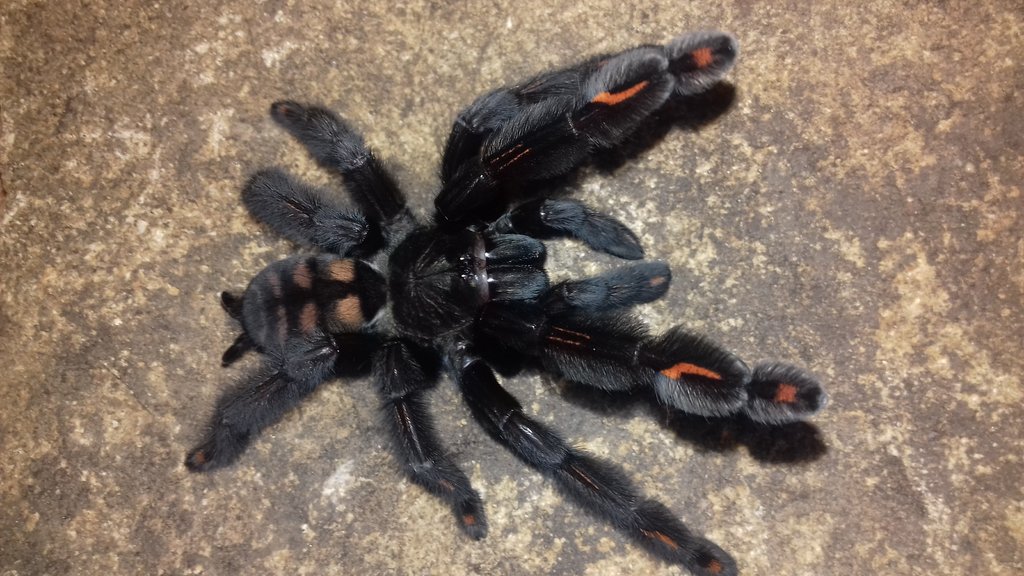 P. irminia female