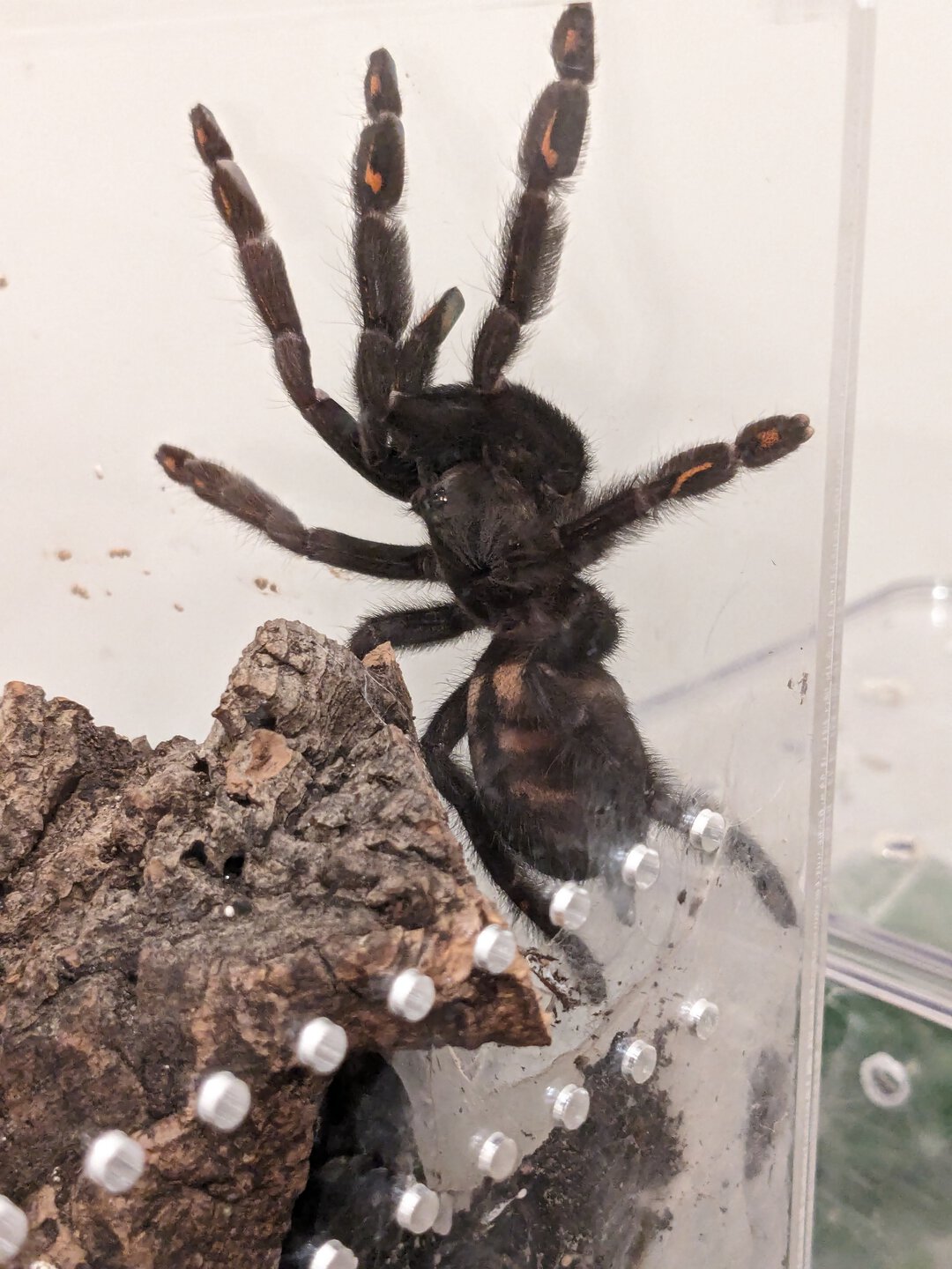 P. irminia "Irma" being round