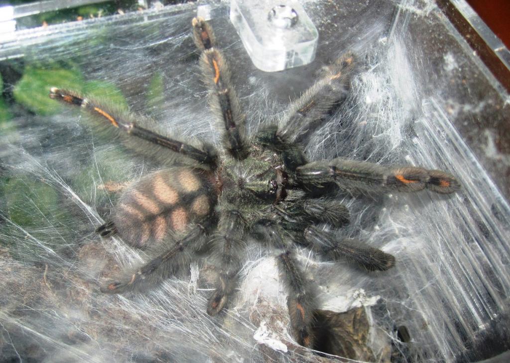 P.irminia juvie