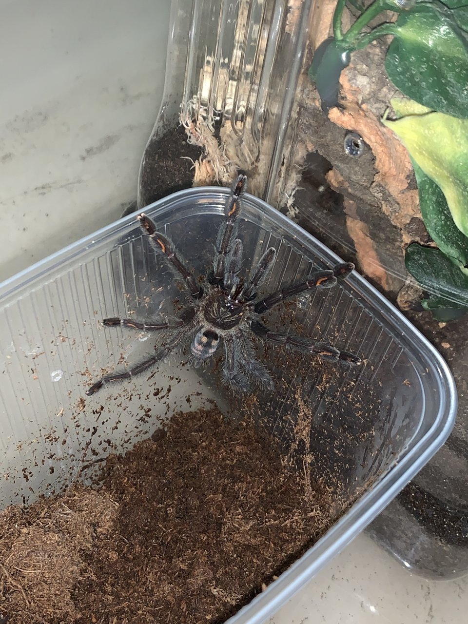 P. Irminia Juvie