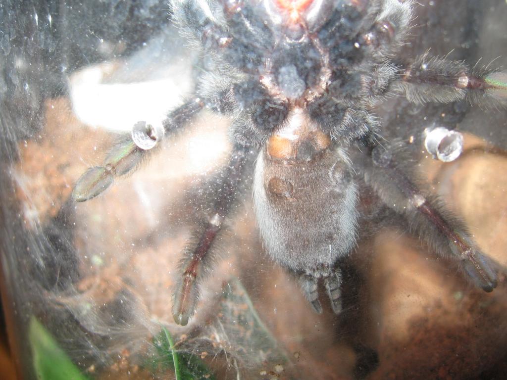 p. irminia m/f?