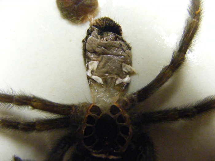 P. Irminia Male Or Female?