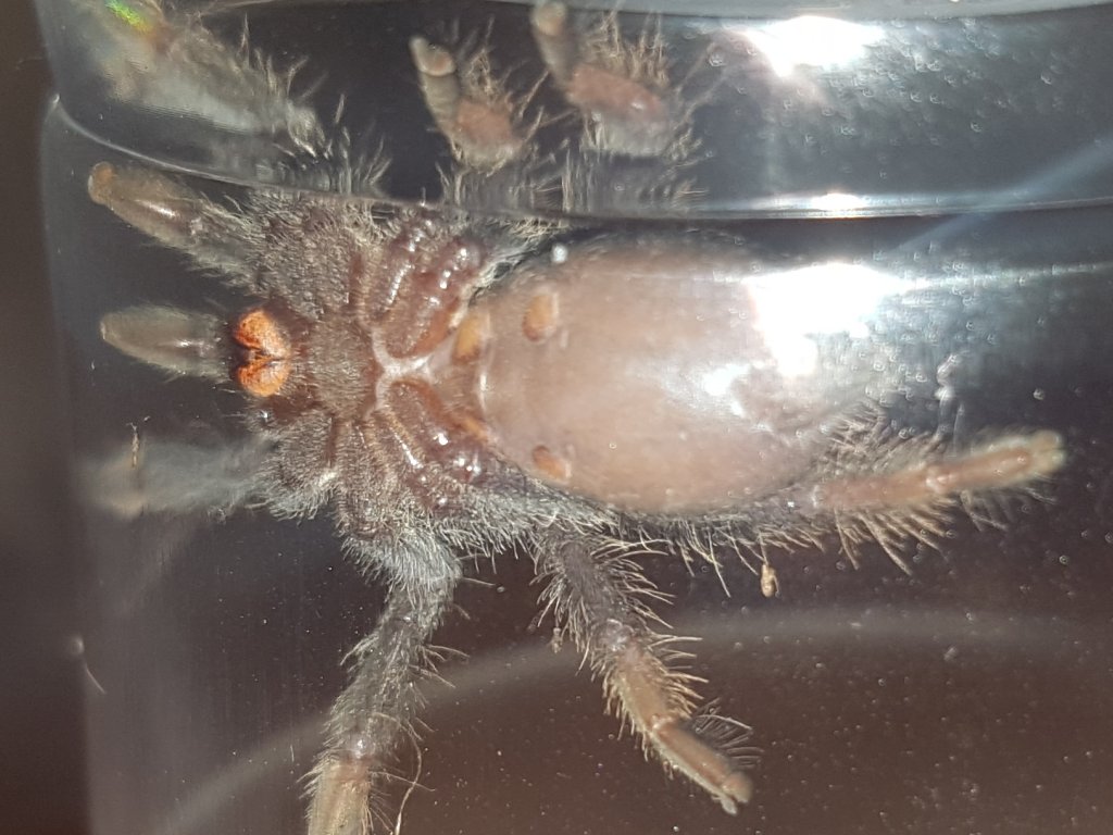 P. Irminia Male or Female