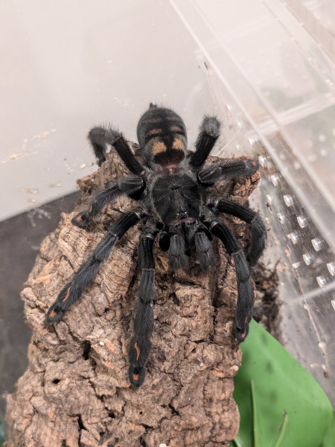 P. irminia on the hunt