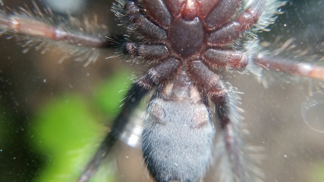 P. irminia sex ID pls