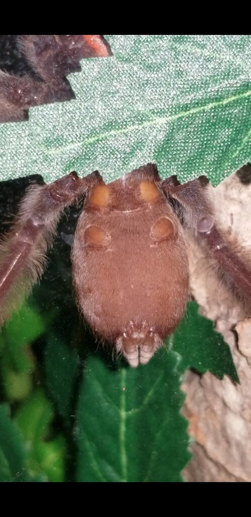 p. irminia sex  m/f?