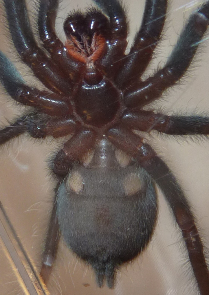 P. irminia sex?