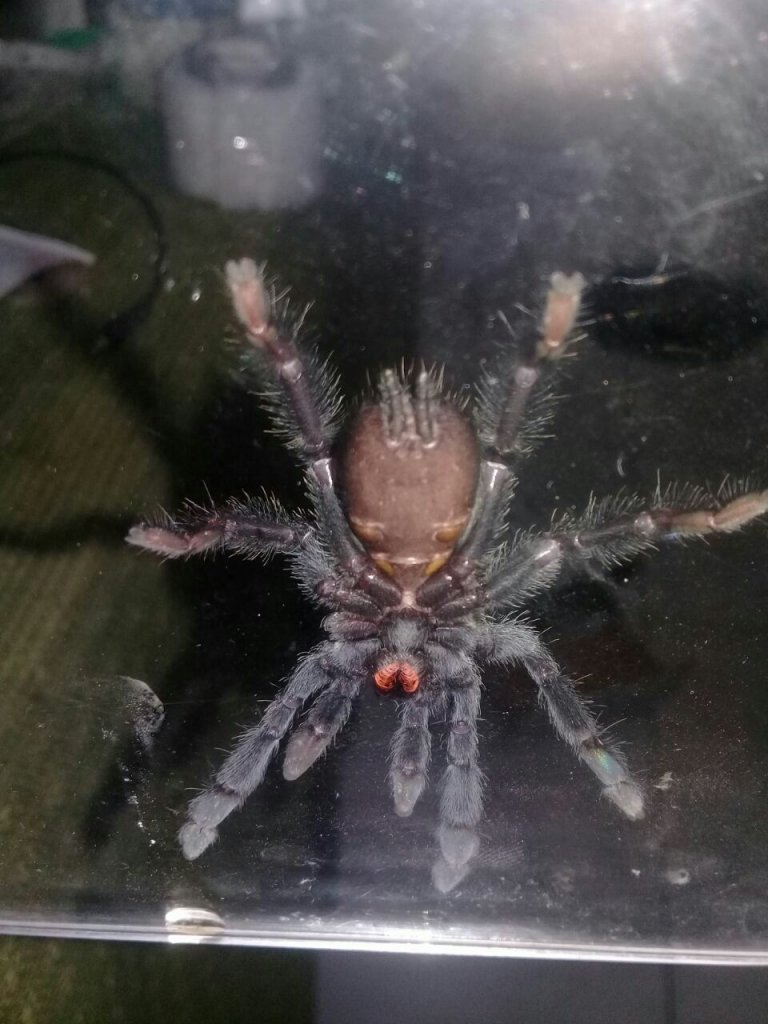 P. Irminia Sexing HELP