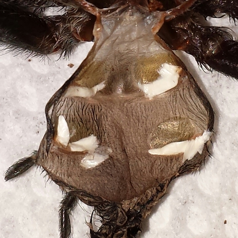 p. irminia sexing