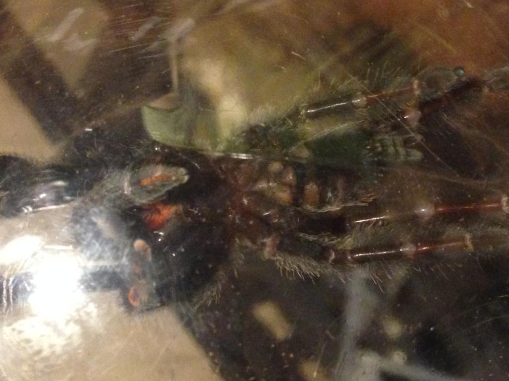 P. Irminia sexing