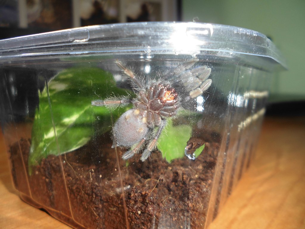 P.irminia sling underside.