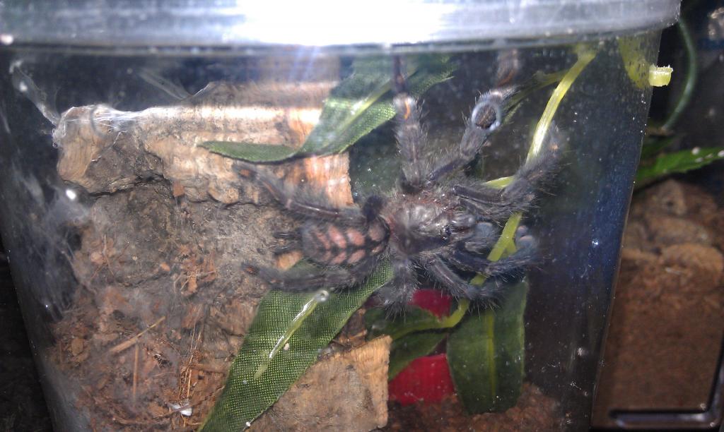 P. irminia sling