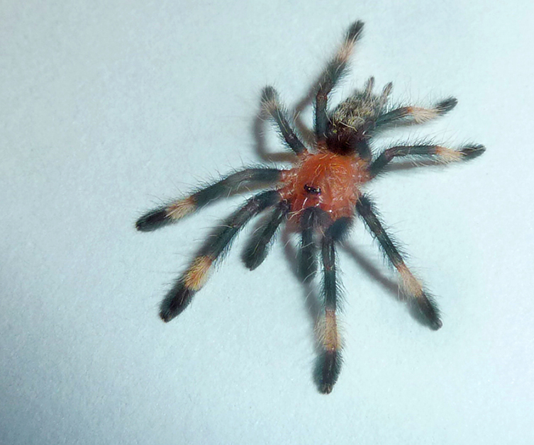 P. irminia Sling