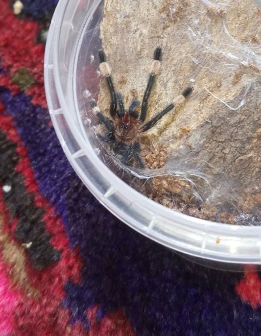 P.irminia sling