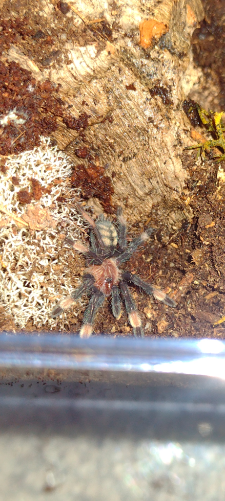 P. irminia Sling