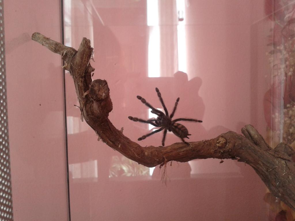 P. irminia Sunny
