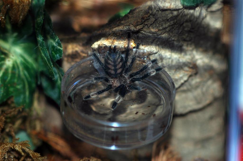 P irminia taking a drink