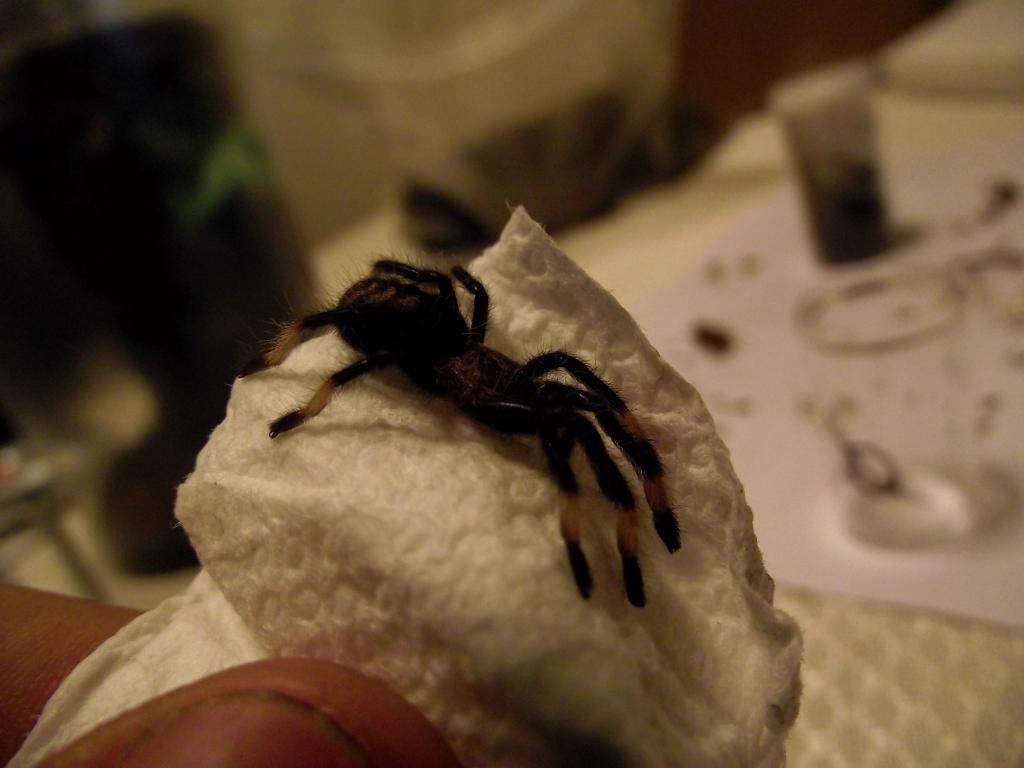 P. irminia unpacked