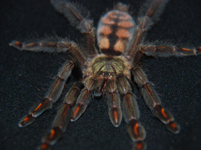 p. irminia