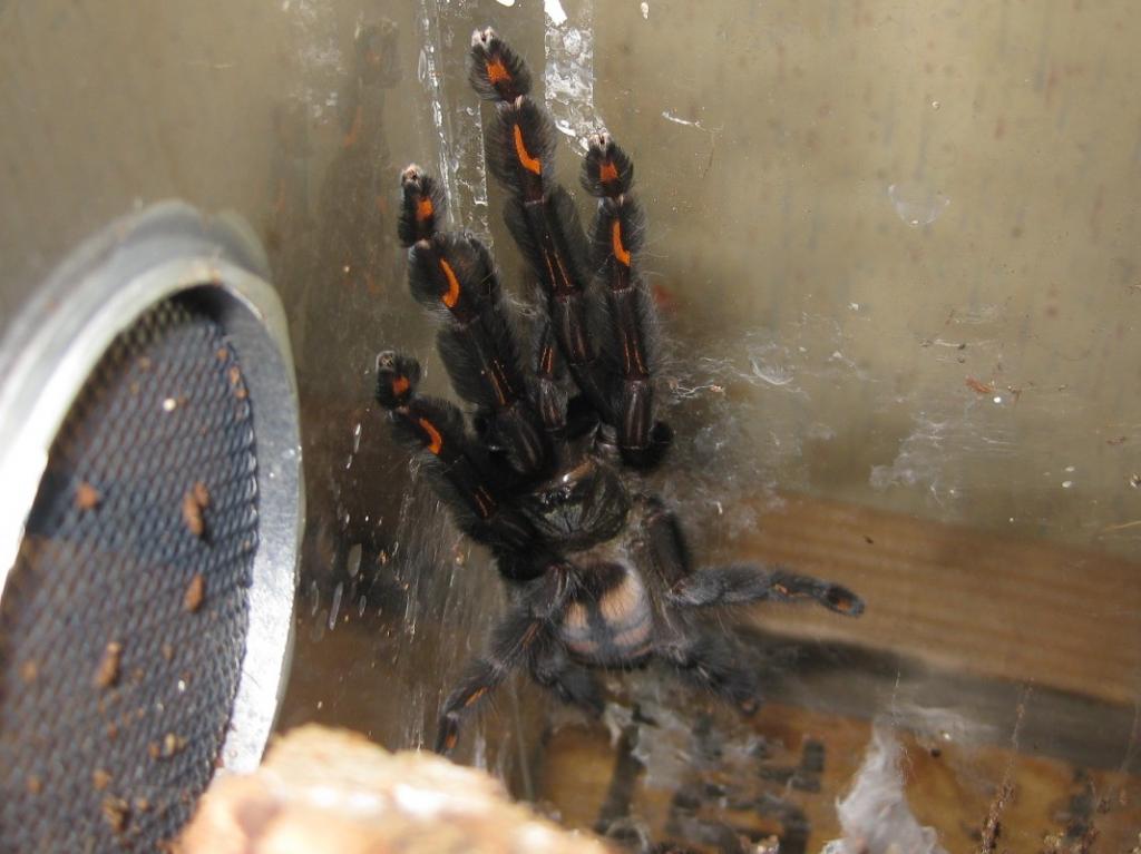 P.irminia