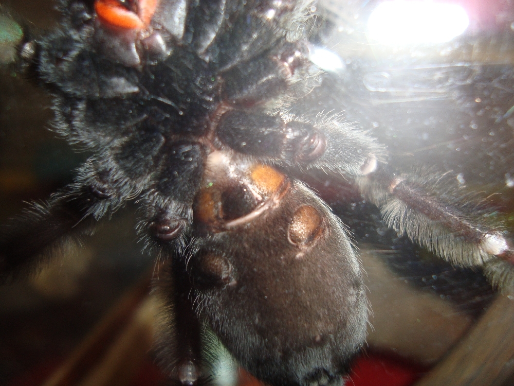 P. Irminia