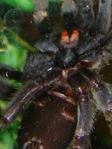 P. Irminia