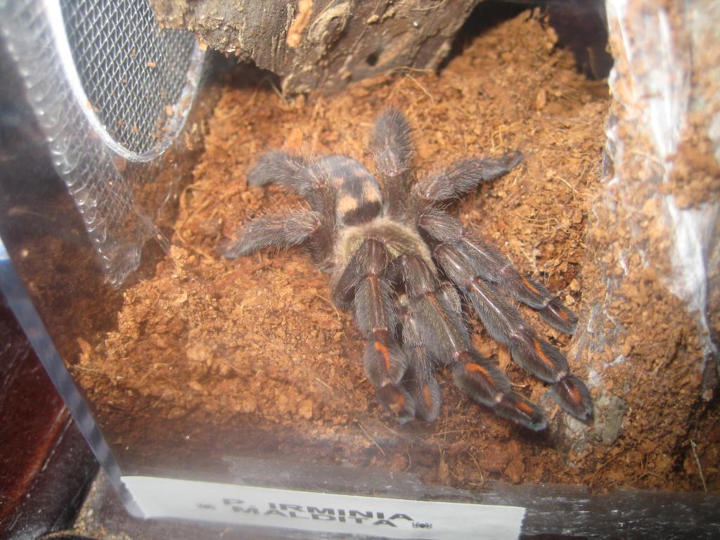 P. Irminia