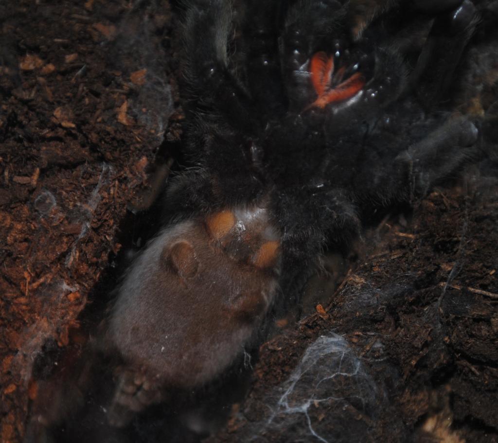 P. Irminia