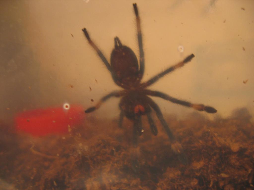 P. irminia