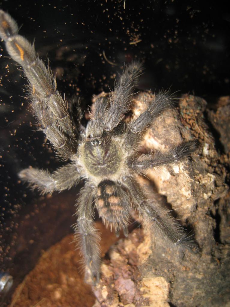 P. irminia??