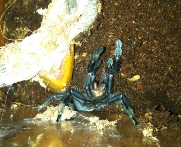 P. Irminia