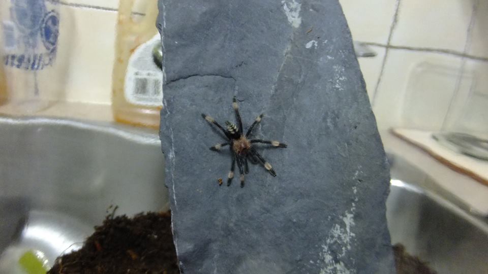 P. irminia