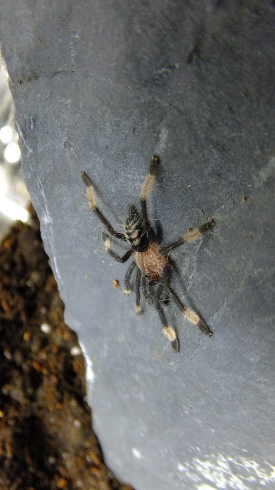 P. irminia