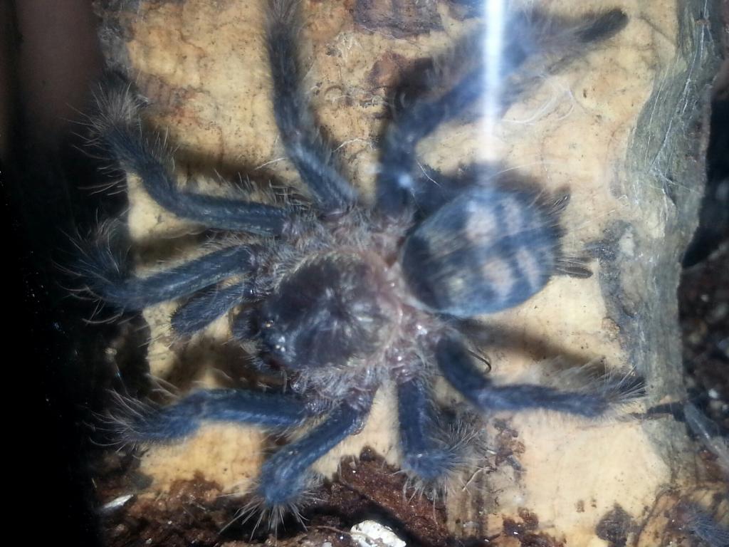 P. Irminia