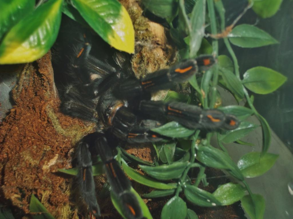 P. Irminia