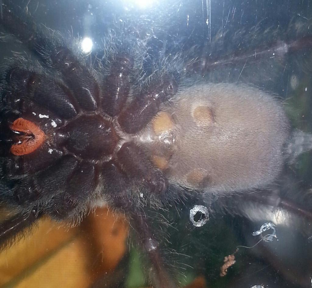 P. irminia