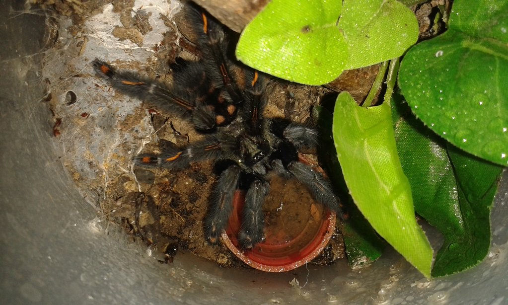 P. irminia