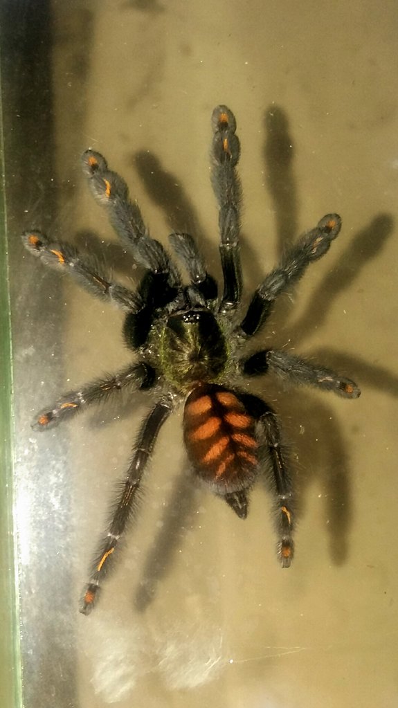 P. irminia