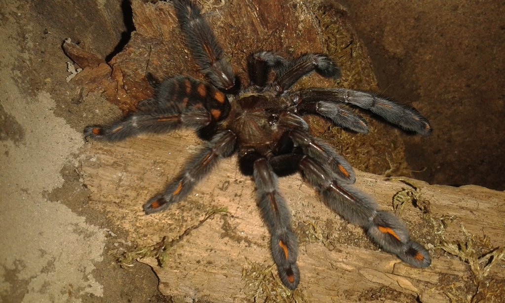 P. irminia