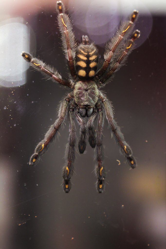 P.irminia