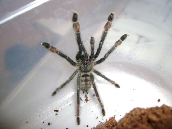 P. irminia